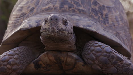 leopard tortoise pokes head out of shell in moring sun outdoors in nature