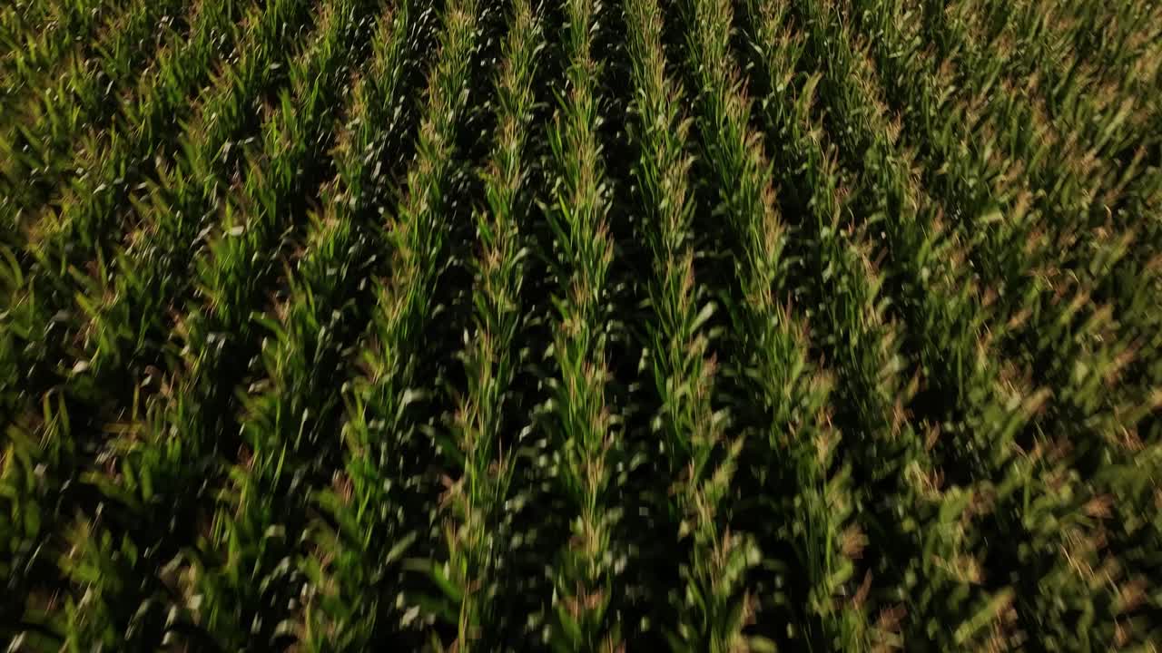 drones agrícolas rociando productos químicos en un campo de maíz en iowa en el verano