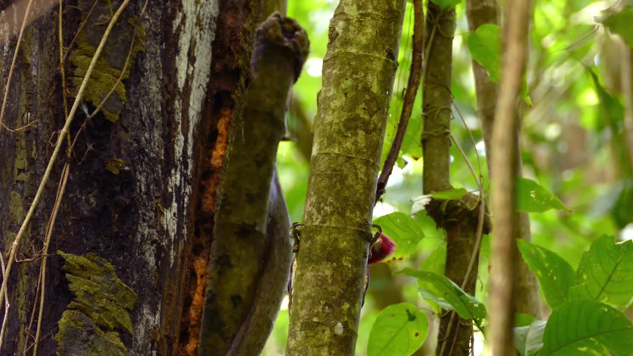 Bird with red head jumps around on a tree looking for food. Costa Rica exotic animals