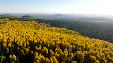 yellow quaking aspens glows backlit by the sun contrasts adjacent evergreen tree stand