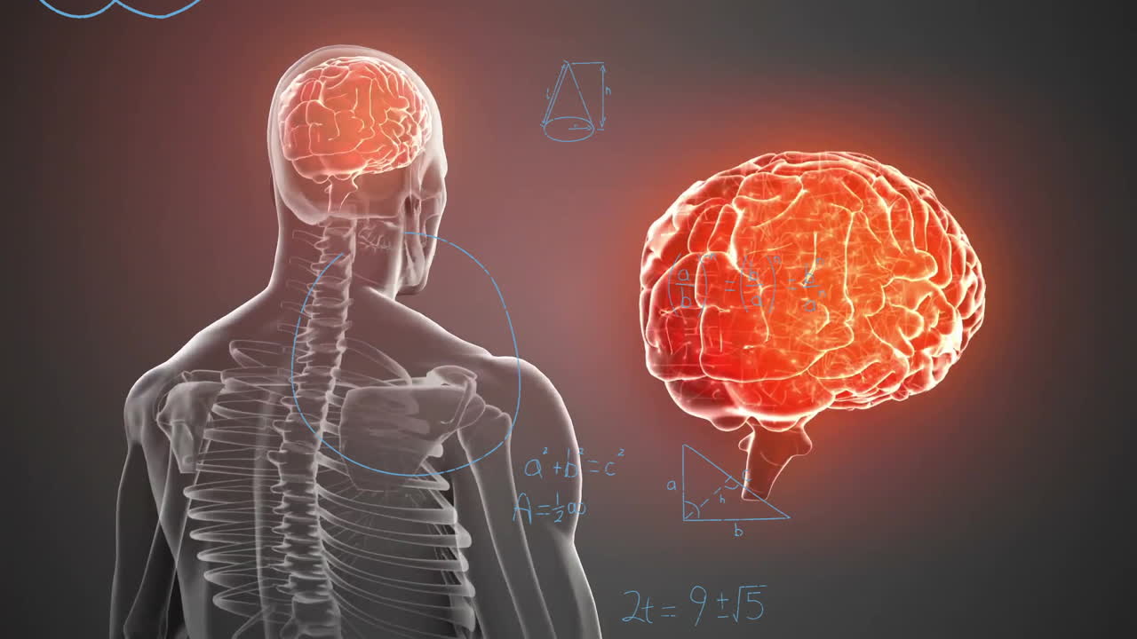 Animation of human skeleton and brain with mathematical formulas in school illustration
