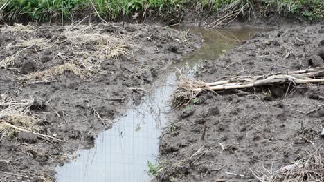 Trinchera-De-Jardín-De-Aspecto-Sombrío-Inundada-De-Agua