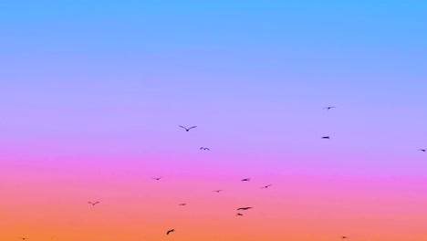 Hovering-Migratory-Birds-Above-Sunset-Sky-With-Colorful-Horizon