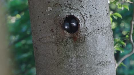 Pájaros-Pájaros-Carpinteros-Posados-Dentro-Del-Agujero-De-Un-árbol