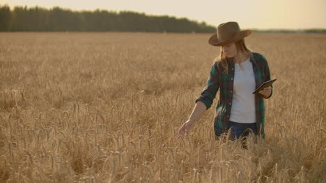 nahaufnahme einer weiblichen bauerin, die mit einem tablet auf einem feld mit roggen geht, berührt die spikelets und drückt ihren finger auf den bildschirm vertikale dolly-kamera-bewegung. die kamera beobachtet die hand.