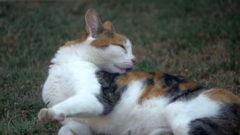 cat licking its back to clean itself, slow motion