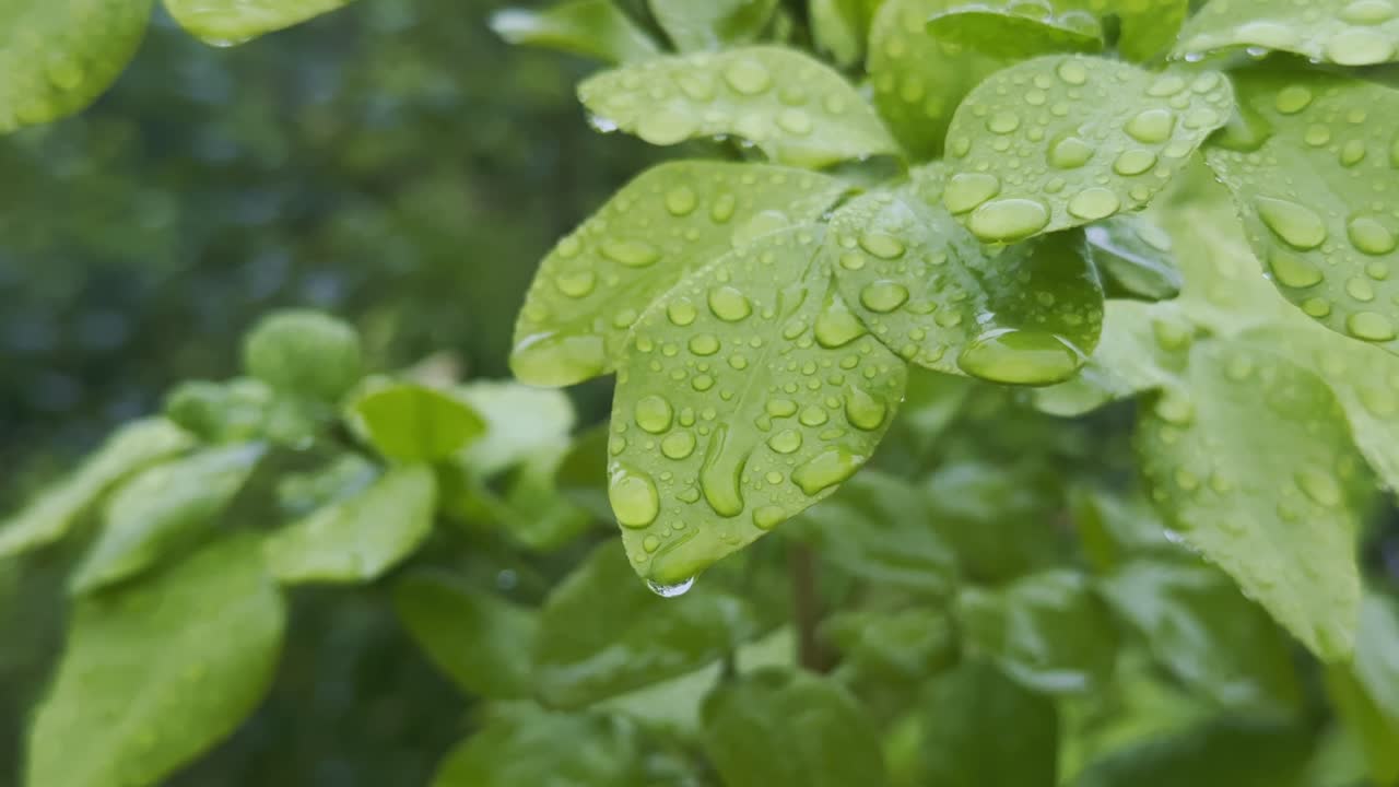 Close-up of fresh green leaves adorned with glistening raindrops, capturing the delicate beauty of nature after rainfall, with a droplet forming at the tip of one leaf