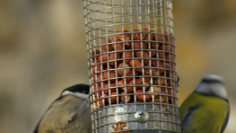 a coal tit and a blue tit compete for food on a peanut bird feeder