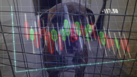 dog standing inside metal wire crate while candlestick graphs moving over digital grid overlay
