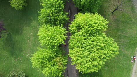 aerial coniferous park