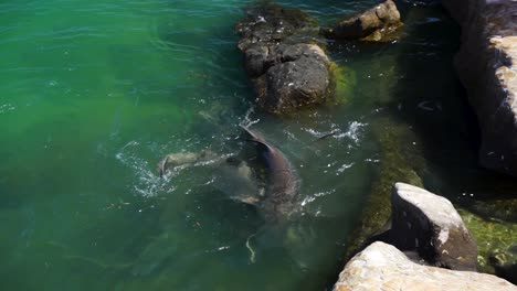 Slow-motion-shark-feeding-frenzy-in-shallow-clear-water-next-to-rocks