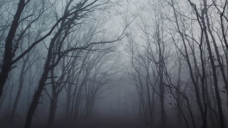 running slow to fast in horror forest on foggy moody day, moving forward shot