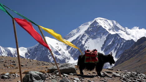 yak with prayer flags in the himalayas