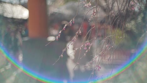 sakura cherry blossoms with blurred image of tourists walking in the background and surrounded by the flares of a vintage lens in kyoto, japan