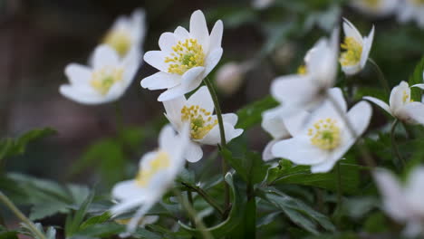 delicadas flores blancas de anémona silvestre florecen bajo el sol de primavera en madera inglesa