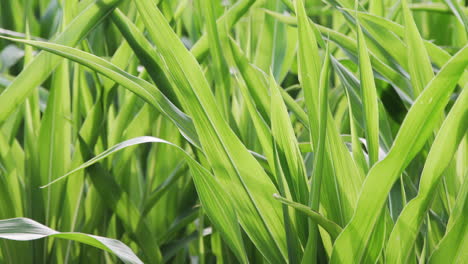 hojas de plantas de maíz moviéndose en el viento