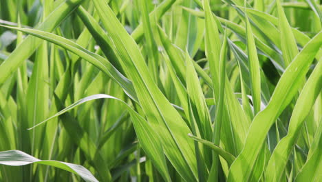 corn plants leaves moving in the wind