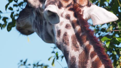 Spotted-head-and-nape-of-Southern-giraffe-grazing-on-green-tree-leaves