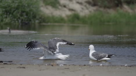 Gaviotas-Limpiando,-Salpicando-Y-Bebiendo-Agua-En-La-Playa-En-Cámara-Lenta-4k