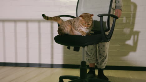 cat on office chair