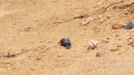 a female flightless dung beetle rolling a small dung ball down a hill to eat later on a hot day in addo elephant park, south africa