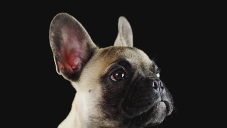 studio shot of french bulldog puppy licking lips against black background