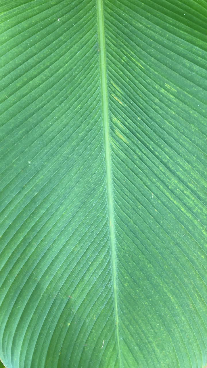 Close-up of a Vibrant Green Tropical Leaf with Detailed Veins