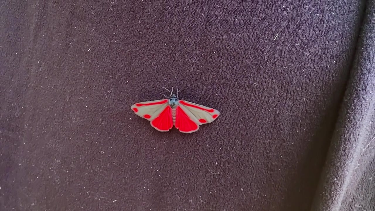 Close-up of a scarlet tiger moth (Callimorpha dominula) resting on dark fabric while a child's finger gently touches the insect, causing a slight wing movement.