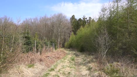 Slowly-walking-down-a-path-in-a-forrest