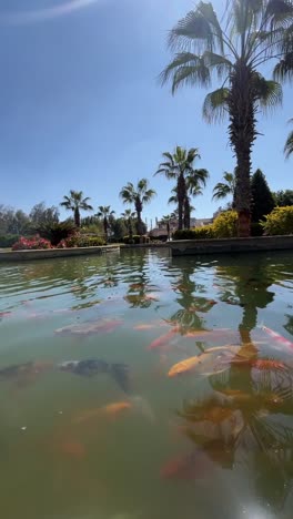 a view of a group of fishes in the lake, close up shot
