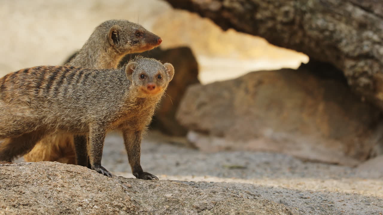 Focus movement finding mongoose group in shadow looking around and sniffing air
