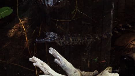 Slow-motion-close-up-shot-of-a-baby-crocodile-sitting-in-murky-swamp-water-of-the-Florida-everglades-near-Miami-with-it's-head-outside-surrounded-by-foliage-and-branches