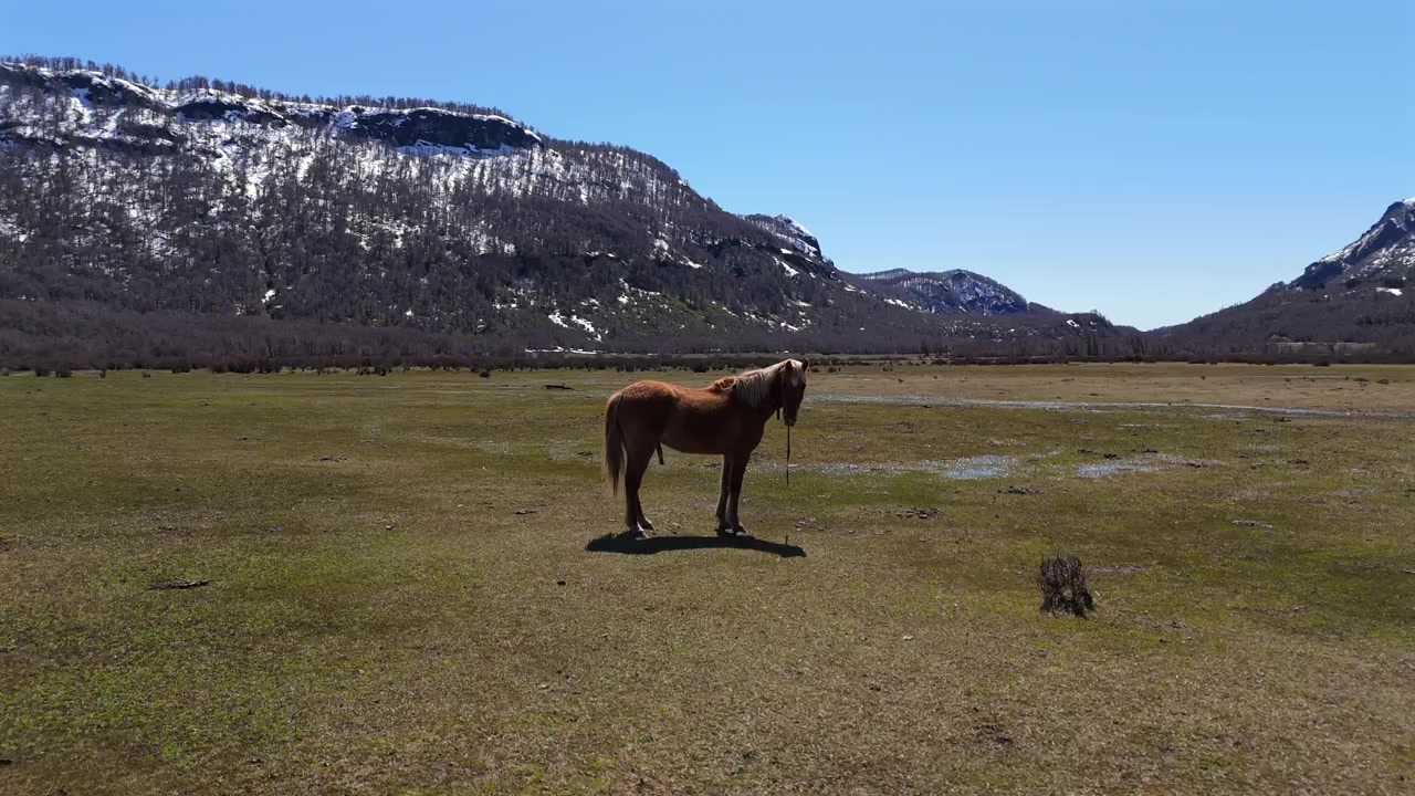 En brun hest på en grøn eng med sneklædte bjerge i baggrunden, sollys og blå himmel. Hurtig droneoptagelse, panorering, plads til tekst