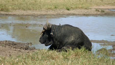 cámara lenta de búfalo africano del cabo en barro con pájaros en la cabeza comiendo parásitos