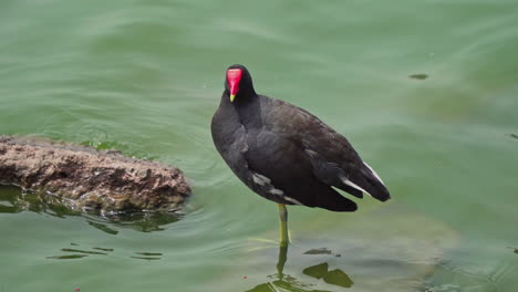 High-angle-shot-over-a-black-oyster-catcher-preening-on-a-rock-inside-a-lagoon-at-daytime-near-La-Molina,-Lima,-Peru