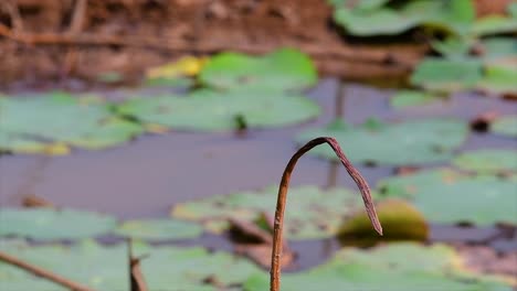 a small fast moving bird which is found almost everywhere in the world, most of the time flying around to catch some small insects