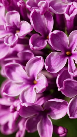 close-up of purple lilac flowers