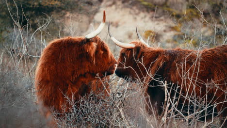 highland cattle graze in the middle of wilderness in the netherlands