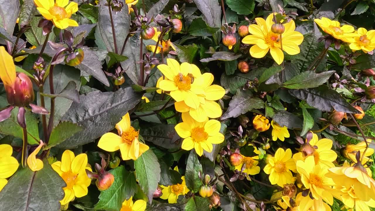 Honey bee collecting nectar from yellow blossoms among dark green and purple garden foliage