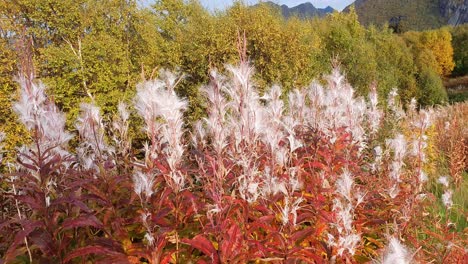 field of chamaenerion in autmn