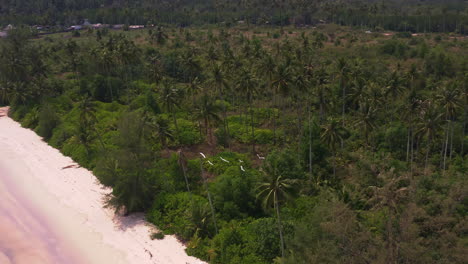 flock of white seabirds flying above palm jungle of koh kood sea beach