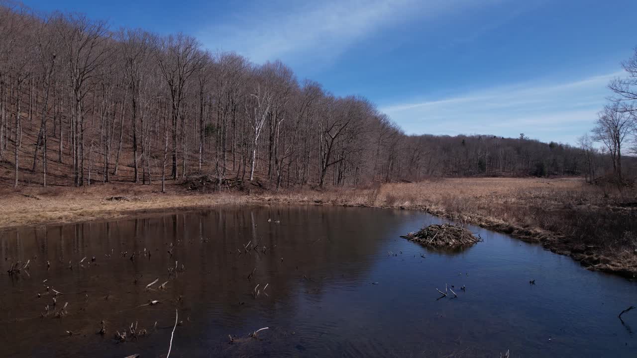 waterfowl and beaver dam on a tacit pond near forests and fields in northeastern united states woodlands