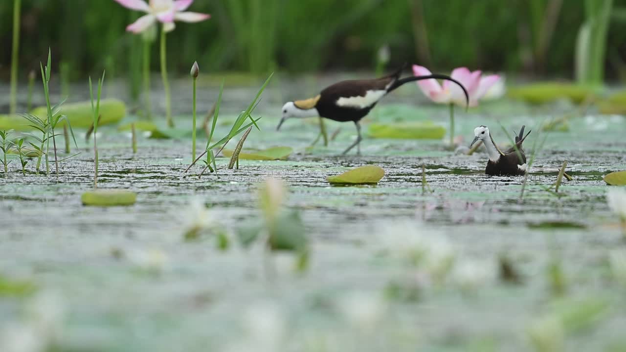 Morning breeze surrounds birds feeding in vibrant aquatic vegetation