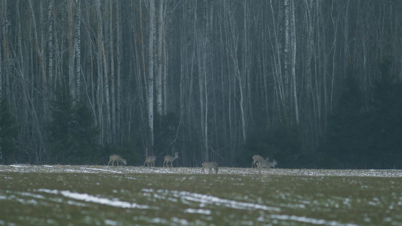 저녁 황혼에 강간 랩 필드에서 먹는 유럽 노루 무리