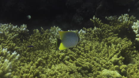 Chevron-Butterflyfish,-Auch-Bekannt-Als-Chevroned-Butterflyfish,-Triangulate-Butterflyfish-Oder-V-lined-Butterflyfish,-Ist-Eine-Meeresart-Von-Rochenflossenfischen