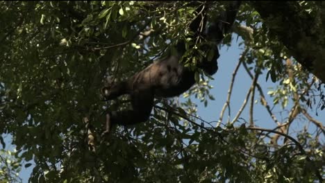 Tiro-De-Seguimiento-En-Cámara-Lenta-De-Un-Chimpancé-Balanceándose-De-árbol-En-árbol-En-Ruanda