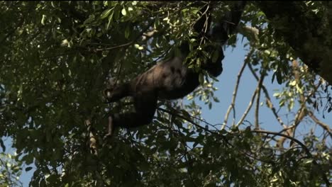 tiro de seguimiento en cámara lenta de un chimpancé balanceándose de árbol en árbol en ruanda
