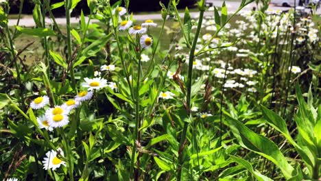 Lush-green-meadow-with-daisies-in-the-wind