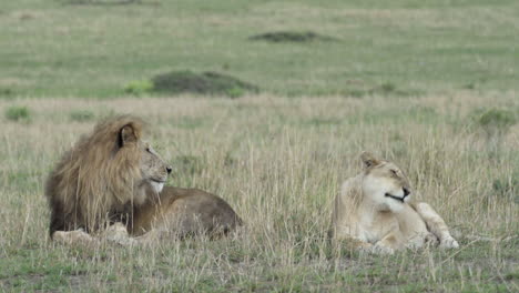 pair of lions amicably sitting side by side in african grassland, lioness yawns and licks paws while male looks at her, medium to long shot showing all body parts