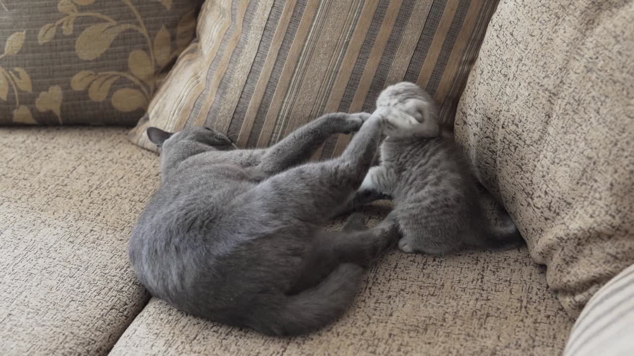mamma gatto grigio che gioca con il gattino scottish fold